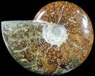 Polished, Agatized Ammonite (Cleoniceras) - Madagascar #54722-1